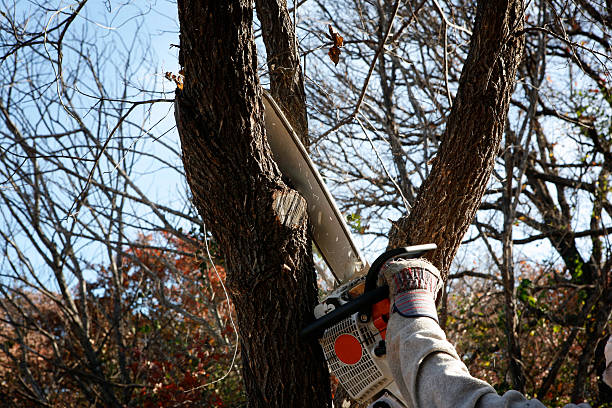 How Our Tree Care Process Works  in  Calverton Park, MO